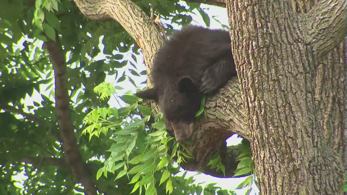 Black bear spotted in DC neighborhood